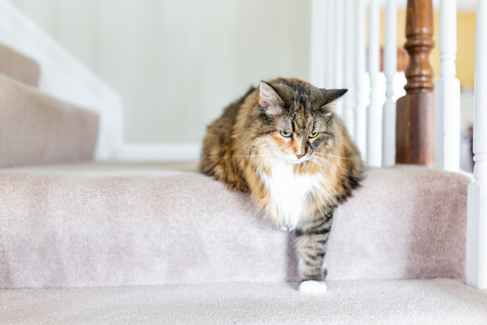 Osteoarthritis: What is it, what are the signs and how can you help?