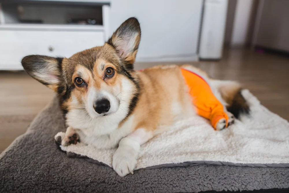 Corgi hip dysplasia treatment hotsell