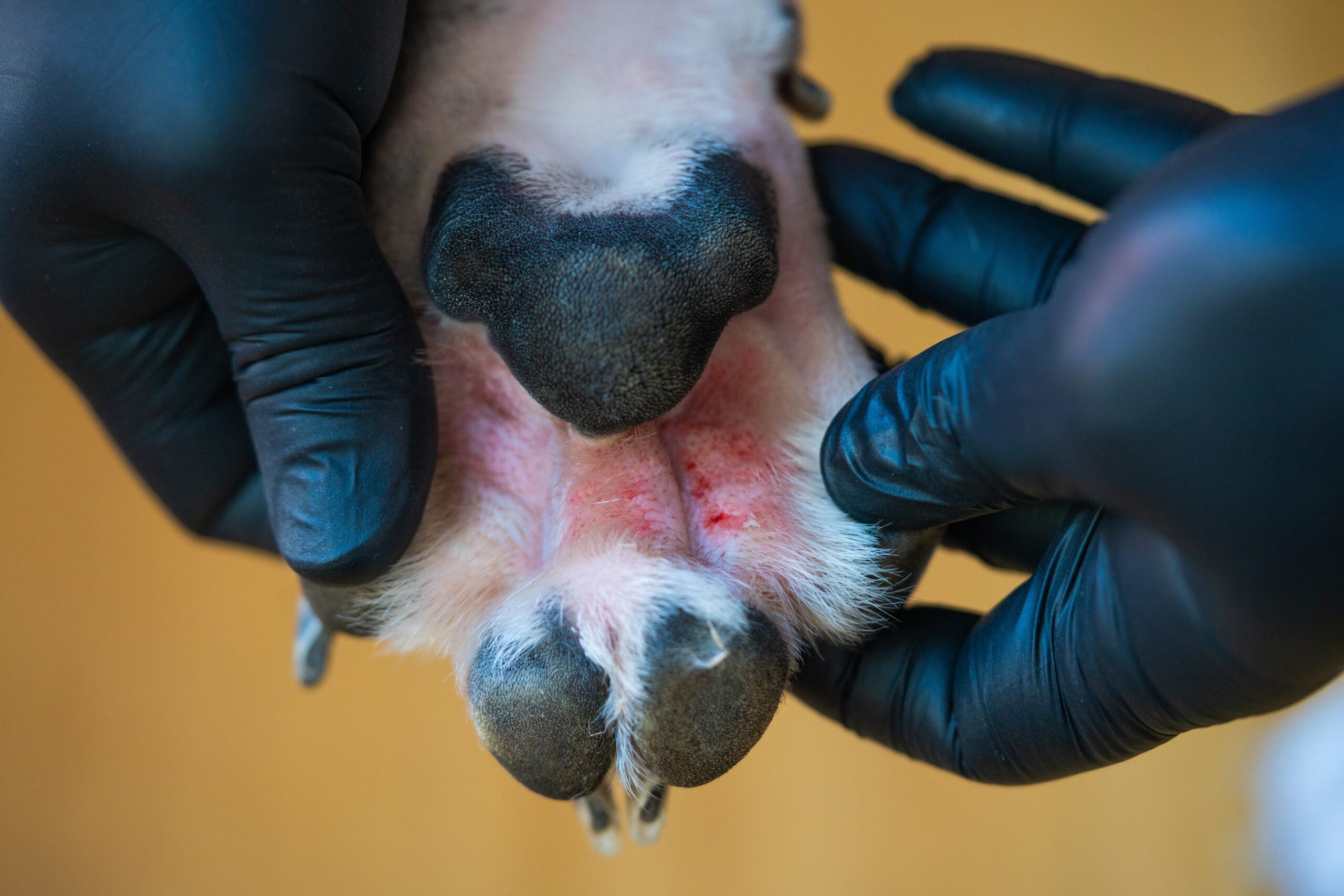 Can Dogs Have Allergies? A Complete Guide to Understanding and Managing Pet Allergies